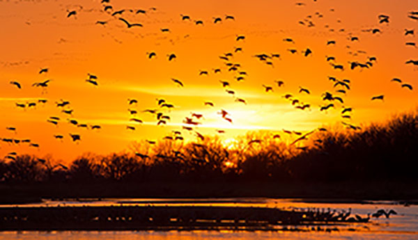 A picture of sandhill cranes in flight.